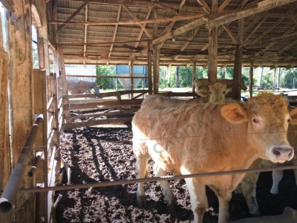 Propriedade Rural - Venda