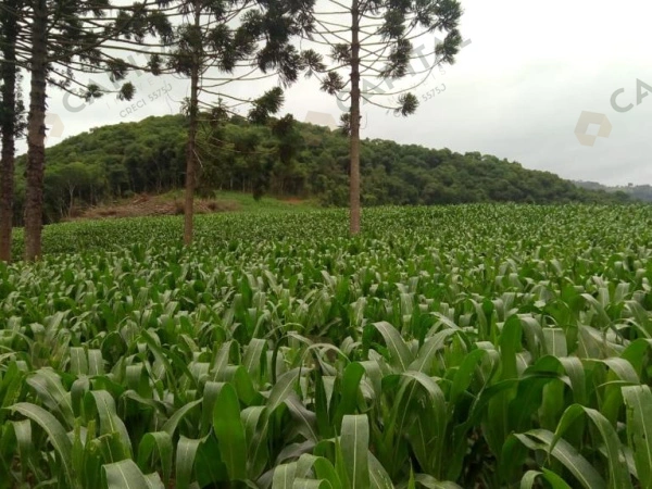 Propriedade Rural - Venda